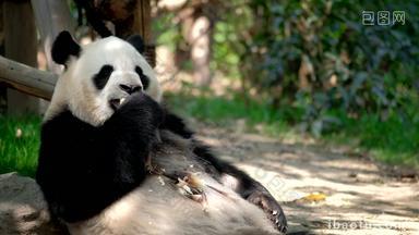 熊猫成都野生动物自然